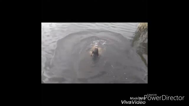 Пародия на клип Мот 92 дня смотреть онлайн