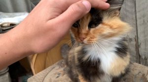 🐈 Кошка