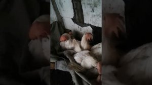 Куры   несушки с птицефабрики   результат