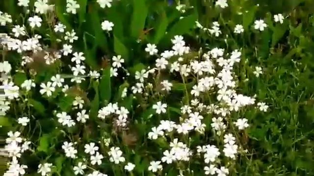 Dalmatian iris (Iris pallida) смотреть онлайн