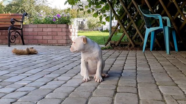 Carpen Diaz Iva смотреть онлайн