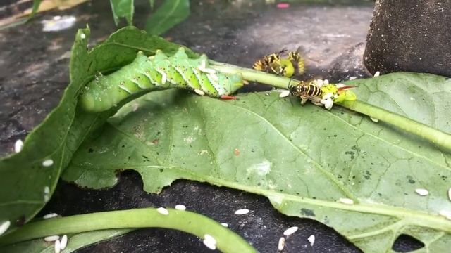 Bees tear off head of Hornworm infested with wasp larvae смотреть онлайн