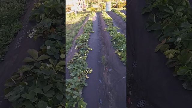 Почему у ремонтантной клубники нужно убирать первые соцветия?