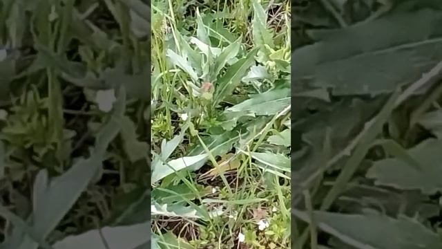 обитатели на клубничном поле