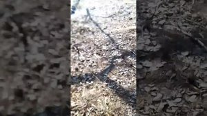 с родителями на шашлыках