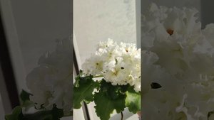 НД-Желтая Магнолия