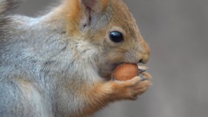 Белка вскрывает орешек. Зарисовка