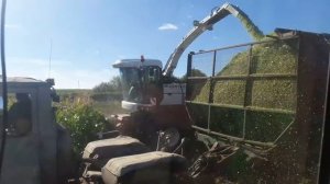 Заготовка кукурузного силоса 2018