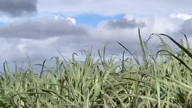 Video footage of sugar cane on a windy day