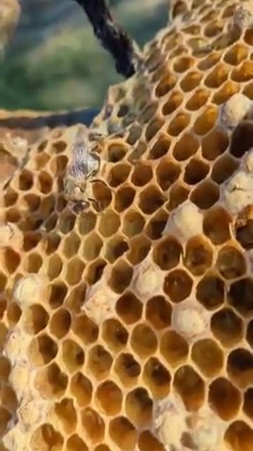 little drone bee emerging from his cell смотреть онлайн