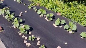 А вот и результат!Посадка на черном спанбонде.