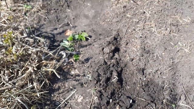 Не копаная постоянная грядка для высадки лука порея 29.04.21г.