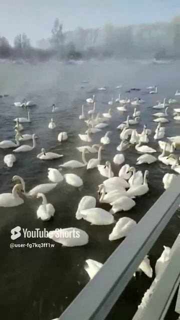 Лебединое озеро. Алтай.