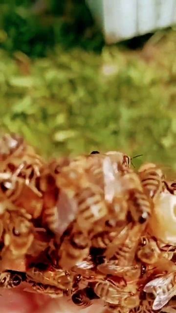 пчелы и маточники #shorts #medhoney смотреть онлайн