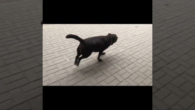 Трогательная Встреча, Лабрадор и Уиппет #shorts #short #new #top #chocolatelab #labradorretriever