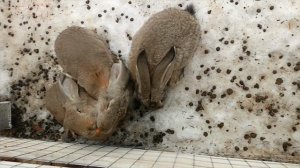 Альпаки в Екатеринбурге. Парк Альпак. Прекрасные животные. Контактный зоопарк.