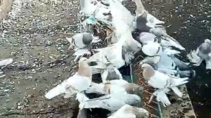 Голуби Алматы. Видео 7