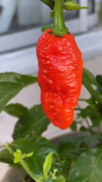 They are ready 😱🔥 #chilli #shorts #hotpeppers #gardening #organic смотреть онлайн