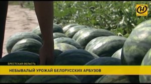 Небывалый урожай арбузов собрали в Брестской области