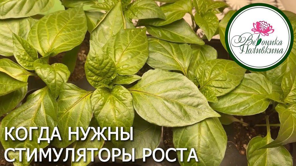 Всегда ли нужны стимуляторы роста