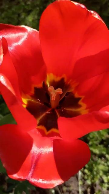 Тюльпан Раскатал Губу ) смотреть онлайн