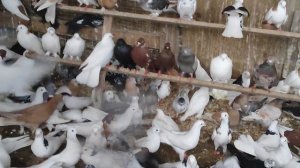 14.03.2025г Обзор Голубей после купания 👍+79298223260 Константин