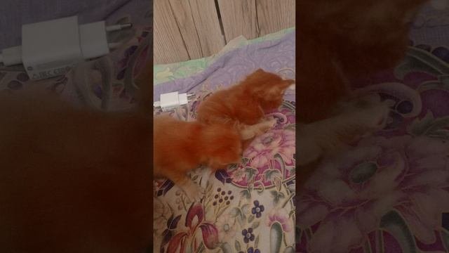 котята мейнкунята