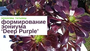 №217 Эониум Deep Purple: формирование и обрезка