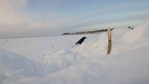 (57). Выезд на Енисей, рыбалка на налима. 31.01.2022