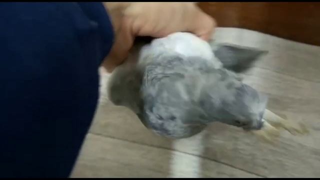 ЛЁТ И ИГРА НА ПРОДАЖУ. УДЫ, СИРЕНЕВЫЙ, ТАСМАН. Двухчубые голуби. Tauben. Pigeons