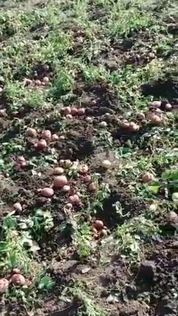 Картофель зацвёл второй раз!!   Супер урожай   в Казахстане !! смотреть онлайн