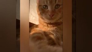 СИМБОЧКА ПИМПОЧКА И ЕГО ДЕТСТВО😻МИЛЫК ВИДЕО