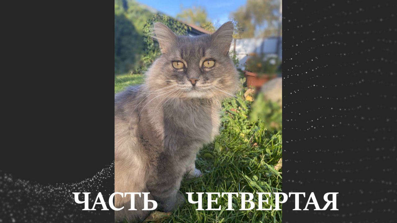 Наш усатый полосатый часть 4-я