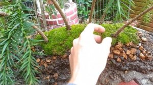 BOSQUE DE ARAUCÁRIA - BONSAI MAIS FÁCIL