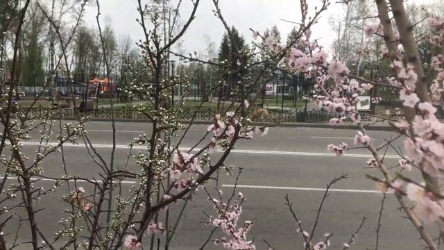 Рододендрон - чудо дальневосточной природы.