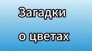 Загадки о цветах