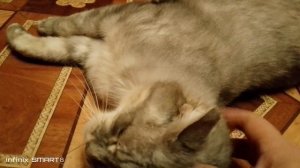 Кошачий царь. Просто домашний кот барсик