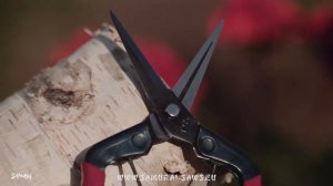 Samurai Pruning Scissors in use KS-55C