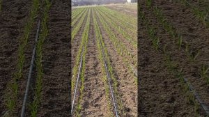 23 февраля 2024. Крым, чеснок.