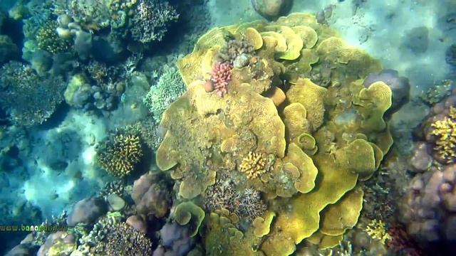 ПОДВОДНЫЙ МИР Бали. смотреть онлайн