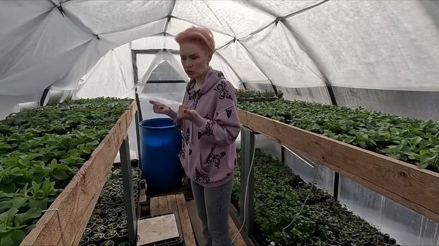 САМАЯ ПРОСТАЯ,НО ОЧЕНЬ ЭФФЕКТИВНАЯ ТЕПЛИЦА ДЛЯ РАССАДЫ. смотреть онлайн