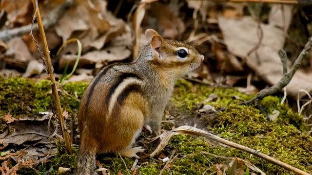 Видео для кошек: птицы, белки и бабочки в действии 🐦🐿️🦋
