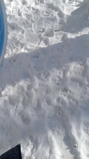 гуляй с собакой чек