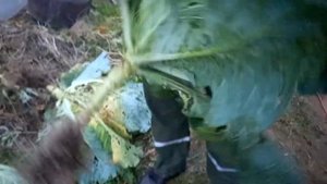 Как снимать капусту с грядки правильно