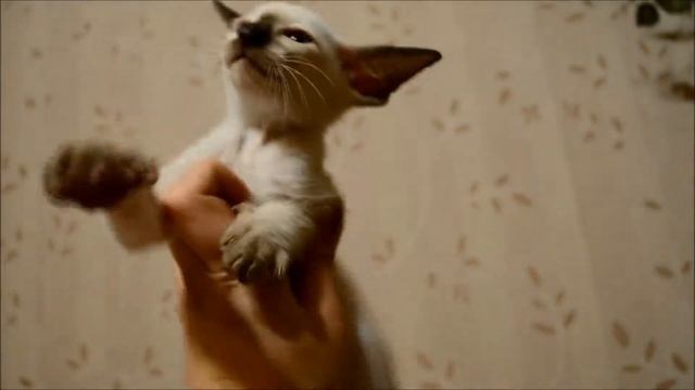 сиамочка шоколадная смотреть онлайн