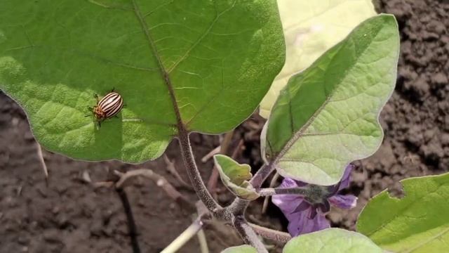 Жизнь в деревне /Деревенский завтрак.Редиска и зелень уже поспели.Подкормка томатов. смотреть онлайн