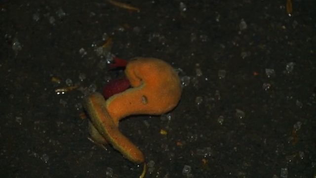 На Вінниччині дорогу не поділили Жигулі та трактор: двоє загиблих смотреть онлайн