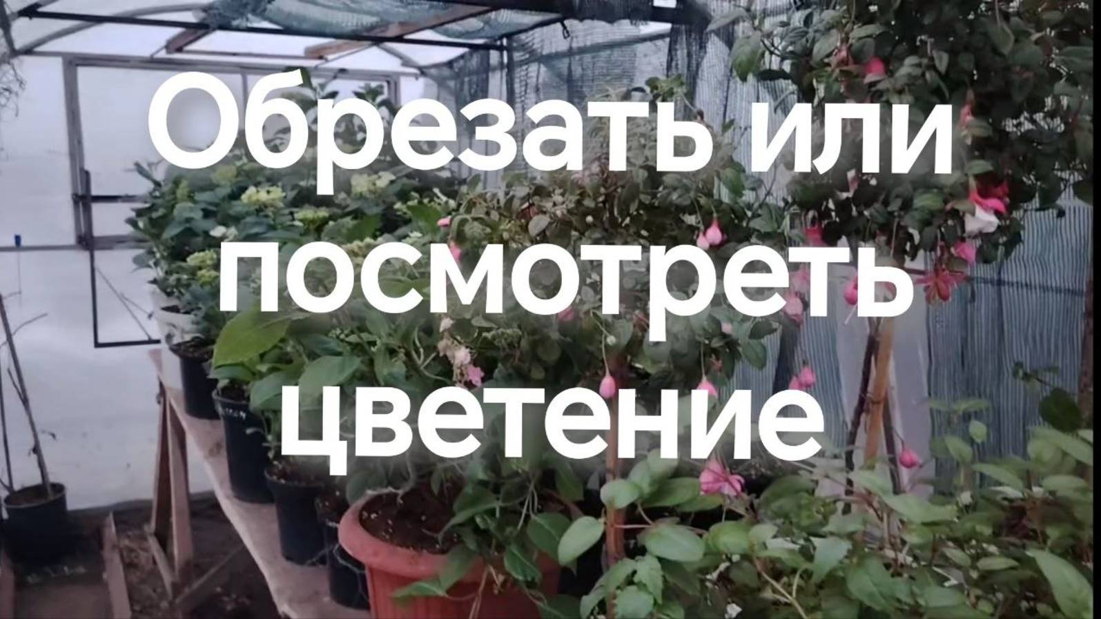 Обрезать или любоваться цветением.  Когда обрезать саженцы крупнолистной гортензии?