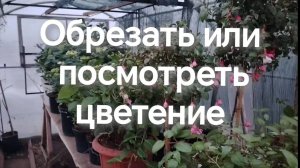 Обрезать или любоваться цветением.  Когда обрезать саженцы крупнолистной гортензии?