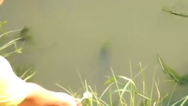 рыбка ты где пора кушать смотреть онлайн